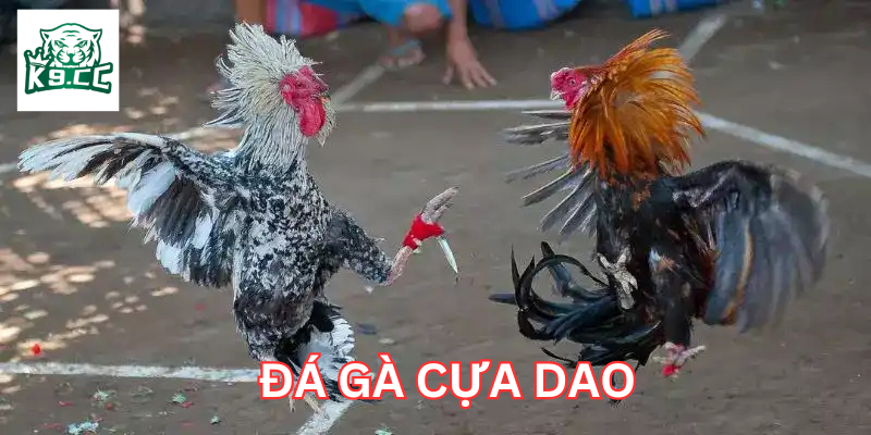 Đá Gà Cựa Dao và những lưu ý quan trọng