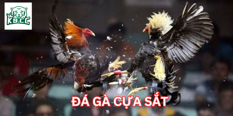 Kinh nghiệm từ cao thủ trong Đá Gà Cựa Sắt